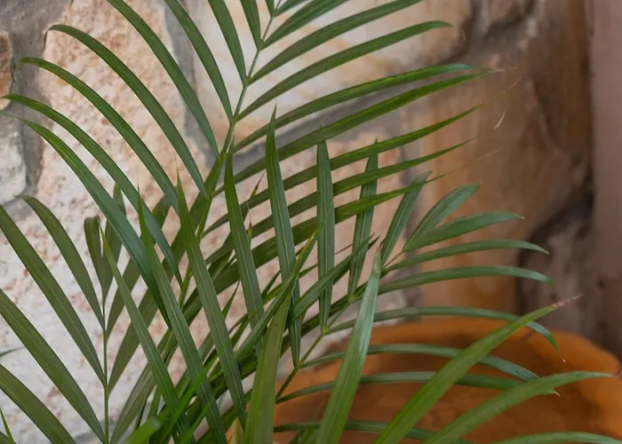 Kozbeyli Konagi Yenifoca